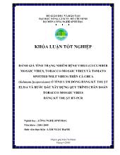 Đánh giá tình trạng nhiễm bệnh virus (cucumber mosaic virus, tobacco mosaic virus và tomato spotted wilt virus) trên cà chua (solanum lycopersicum) ở tỉnh lâm đồng bằng kỹ thuật elisa và bước đầu