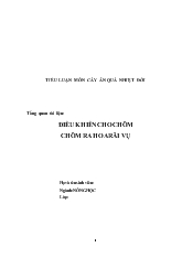 Điều khiển cho chôm chôm ra hoa trái vụ