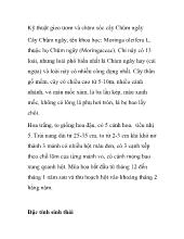Kỹ thuật gieo ươm và chăm sóc cây Chùm ngây