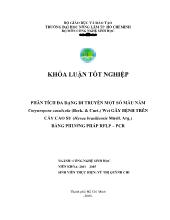 Phân tích đa dạng di truyền một số mẫu nấm corynespora cassiicola (berk curt) wei gây bệnh trên cây cao su (hevea brasiliensis muell arg) bằng phương pháp rflp – pcr
