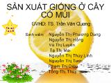 Sản xuất giống ở cây có múi