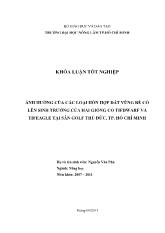 Ảnh hưởng của các loại hỗn hợp đất vùng rễ cỏ lên sinh trưởng của hai giống cỏ tifdwarf và tifeagle tại sân golf Thủ Đức, TP. Hồ Chí Minh