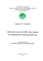Bước đầu tạo cây tiêu (Piper nigrum) in vitro kháng nấm Phytophthora sp