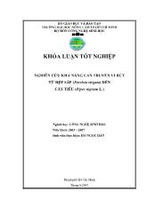 Khóa luận Nghiên cứu khả năng lan truyền vi rút từ rệp sáp (Ferrisia virgata) đến cây tiêu (Piper nigium L.)