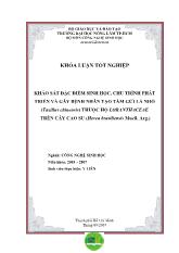 Khóa luận Khảo sát đặc điểm sinh học, chu trình phát triển và gây bệnh nhân tạo tầm gửi lá nhỏ (Taxillus chinensis) thuộc họ Loranthacea trên cây cao su (Hevea brasiliensis Muell. Arg.)