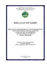 Khóa luận Khảo sát sự sinh trưởng của nấm men Saccharomyces sp. trên môi trường cám gạo, rỉ đường và một số yếu tố ảnh hưởng tới khả năng sống của chúng trong chế phẩm
