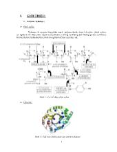 Đề tài Sản xuất xylanase bằng phương pháp lên men bề mặt